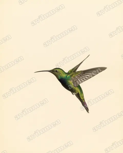 Illustration im Stil Historische Tafel: Dominikanermangokolibri (Anthracothorax dominicus)
