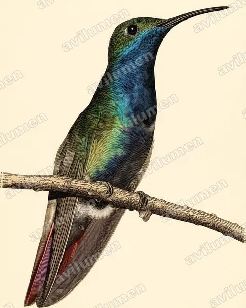 Illustration im Stil Historische Tafel: Schwarzbrust-Mangokolibri (Anthracothorax nigricollis)