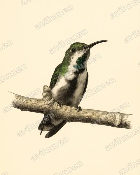 Illustration im Stil Historische Tafel: Veragua-Mangokolibri (Anthracothorax veraguensis)