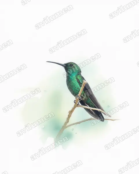 Ilustración en Acuarela: Anthracothorax viridis (Mango portorriqueño​)