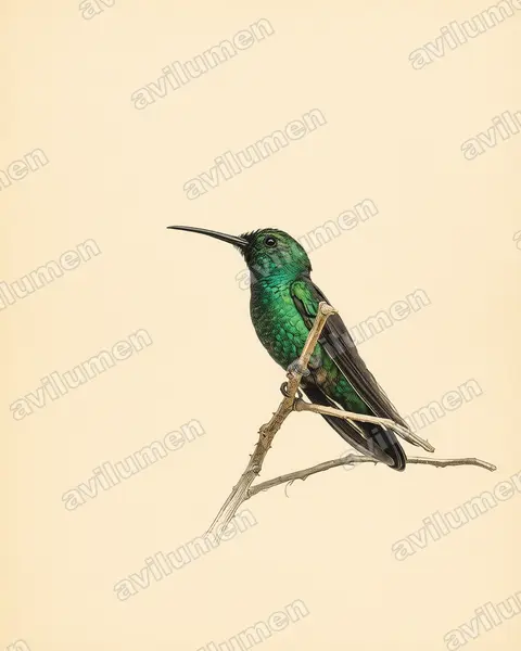 Ilustración en Lámina antigua: Anthracothorax viridis (Mango portorriqueño​)