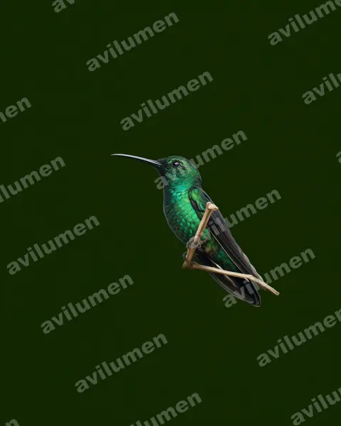 Ilustración en Realista: Anthracothorax viridis (Mango portorriqueño​)
