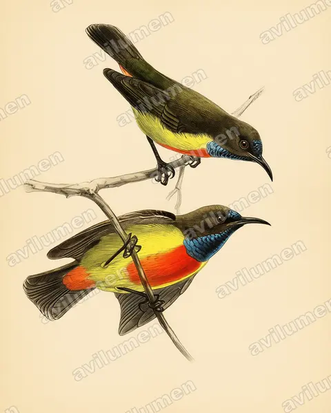 Anchieta's sunbird（Anthreptes anchietae）的古典图版插画