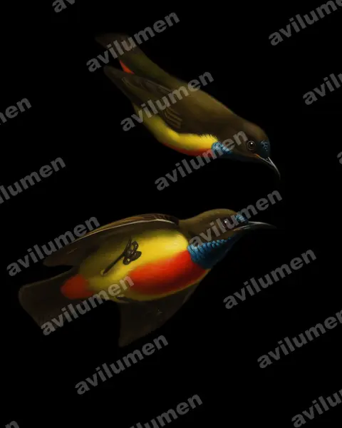 Anchieta's sunbird（Anthreptes anchietae）的油画插画