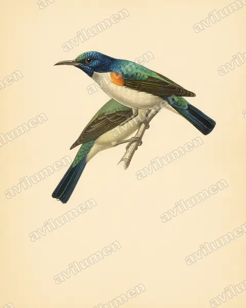 Illustration im Stil Historische Tafel: Violet-tailed Sunbird (Anthreptes aurantius)