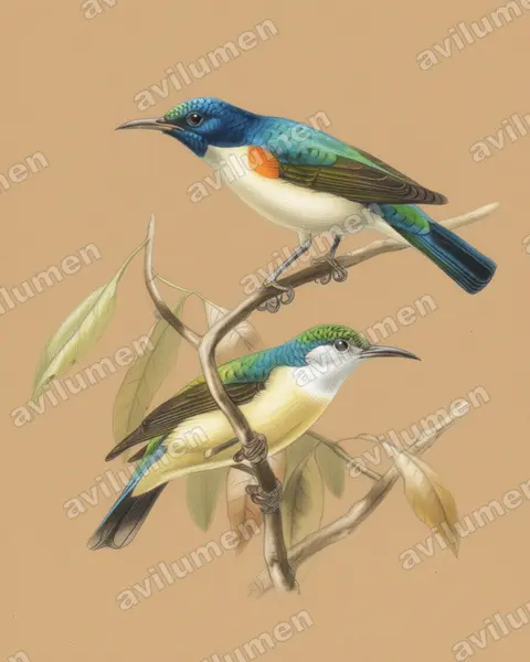 Illustration im Stil Buntstift: Violet-tailed Sunbird (Anthreptes aurantius)