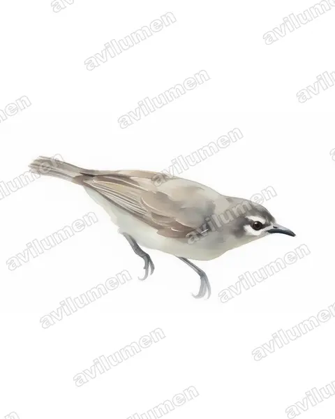 Illustration Aquarelle : Anthreptes gabonicus (Souïmanga brun)