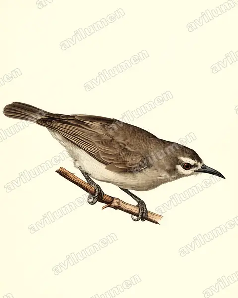 Illustration Planche ancienne : Anthreptes gabonicus (Souïmanga brun)