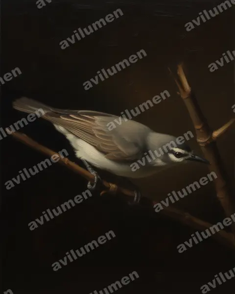 Illustration Huile : Anthreptes gabonicus (Souïmanga brun)