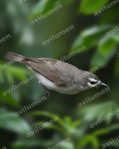 Illustration Réaliste : Anthreptes gabonicus (Souïmanga brun)