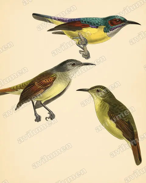 Illustration im Stil Historische Tafel: Grey-throated Sunbird (Anthreptes griseigularis)