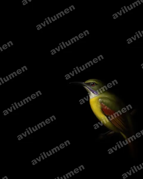 Illustration im Stil Öl: Grey-throated Sunbird (Anthreptes griseigularis)