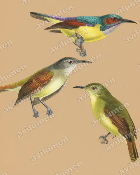 Illustration im Stil Buntstift: Grey-throated Sunbird (Anthreptes griseigularis)