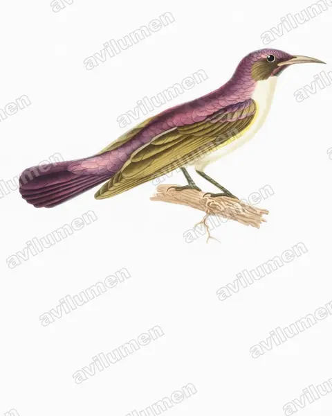 Illustration Aquarelle : Anthreptes longuemarei (Souïmanga violet)