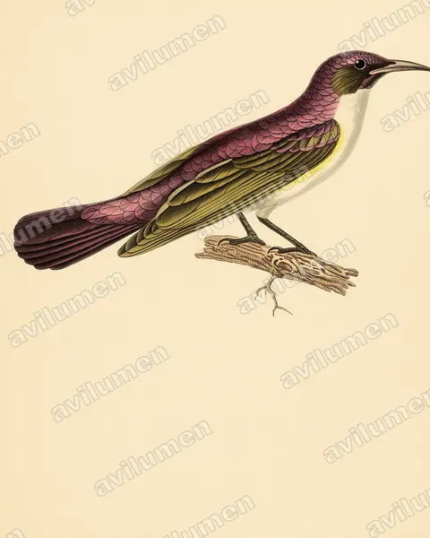 Illustration Planche ancienne : Anthreptes longuemarei (Souïmanga violet)