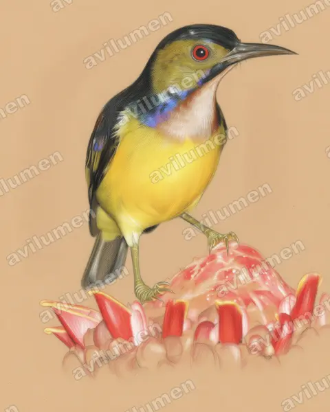 Illustration Crayon de couleur : Anthreptes malacensis (Souïmanga à gorge brune)