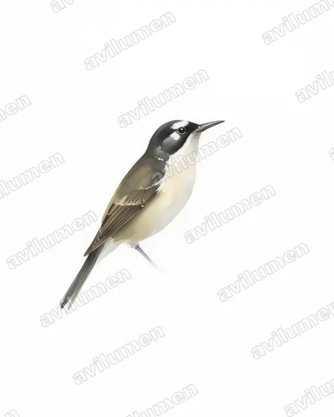 Watercolor illustration: Anthreptes neglectus (Uluguru Violet-backed Sunbird)