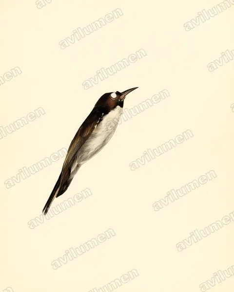Vintage plate illustration: Anthreptes neglectus (Uluguru Violet-backed Sunbird)