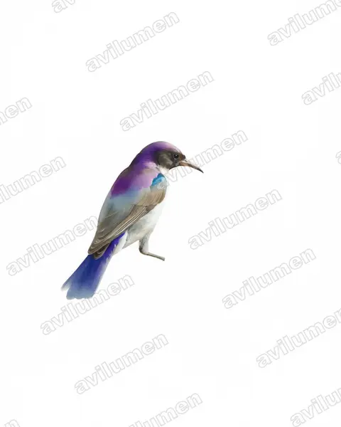 Ilustración en Acuarela: Anthreptes orientalis (Suimanga keniata)