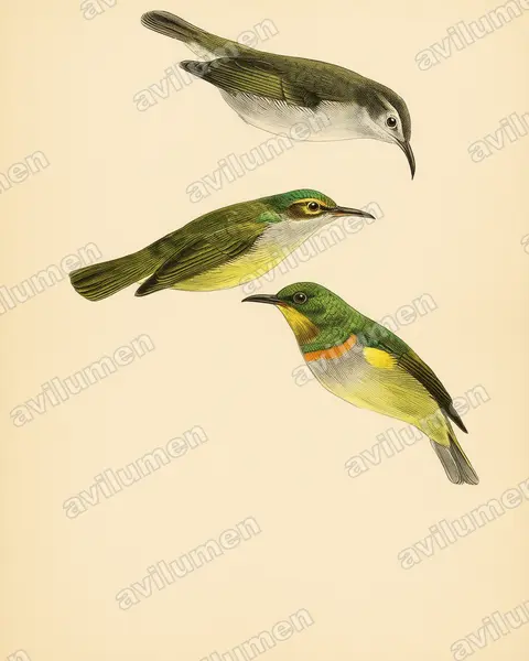 Illustration im Stil Historische Tafel: Grey-chinned Sunbird (Anthreptes rectirostris)