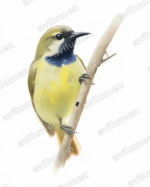 Illustration im Stil Aquarell: Plain-backed Sunbird (Anthreptes reichenowi)