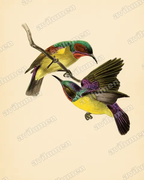 Illustration im Stil Historische Tafel: Red-throated Sunbird (Anthreptes rhodolaemus)