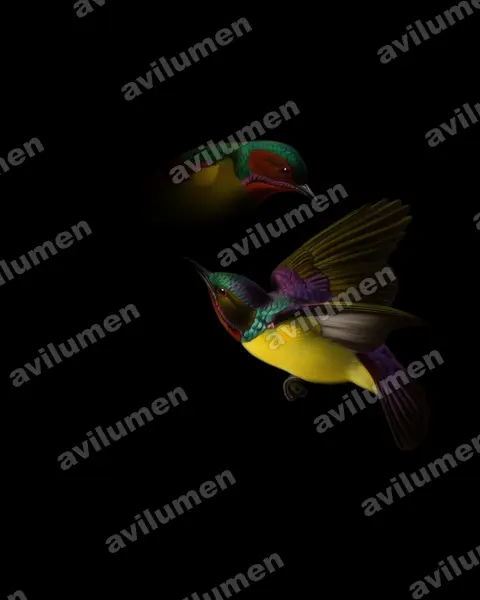 Illustration im Stil Öl: Red-throated Sunbird (Anthreptes rhodolaemus)