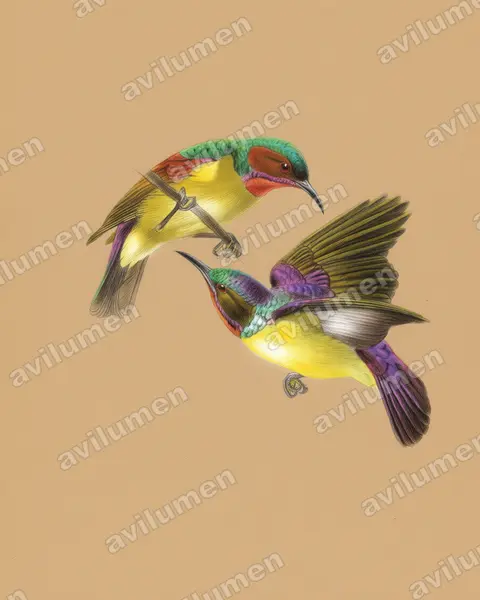 Illustration im Stil Buntstift: Red-throated Sunbird (Anthreptes rhodolaemus)