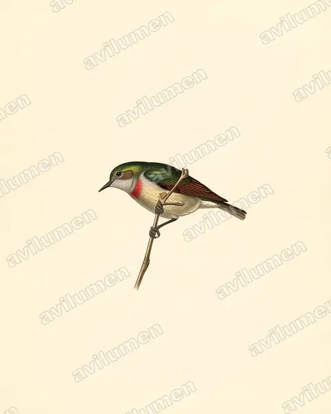 Vintage plate illustration: Anthreptes rubritorques (Banded Green Sunbird)