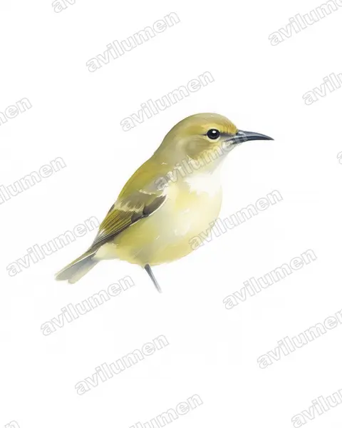 Illustration im Stil Aquarell: Little Green Sunbird (Anthreptes seimundi)