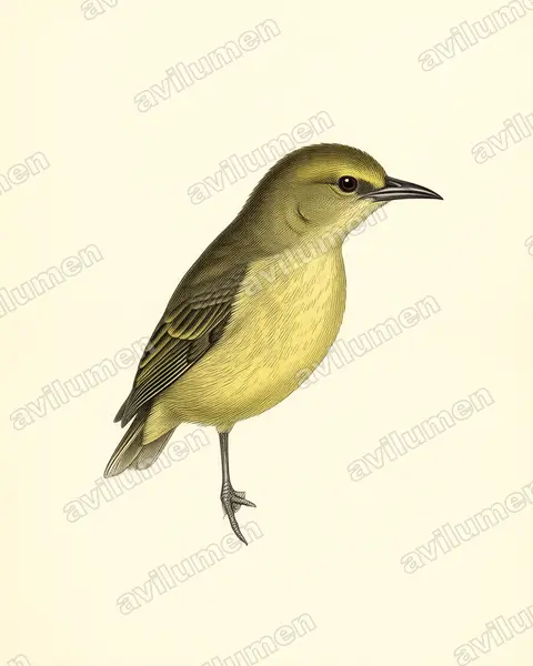 Illustration im Stil Historische Tafel: Little Green Sunbird (Anthreptes seimundi)
