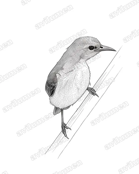 Illustration im Stil Tusche: Little Green Sunbird (Anthreptes seimundi)