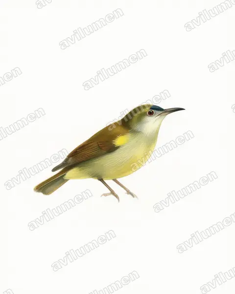 Illustration im Stil Aquarell: Plain Sunbird (Anthreptes simplex)