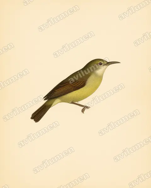 Illustration im Stil Historische Tafel: Plain Sunbird (Anthreptes simplex)