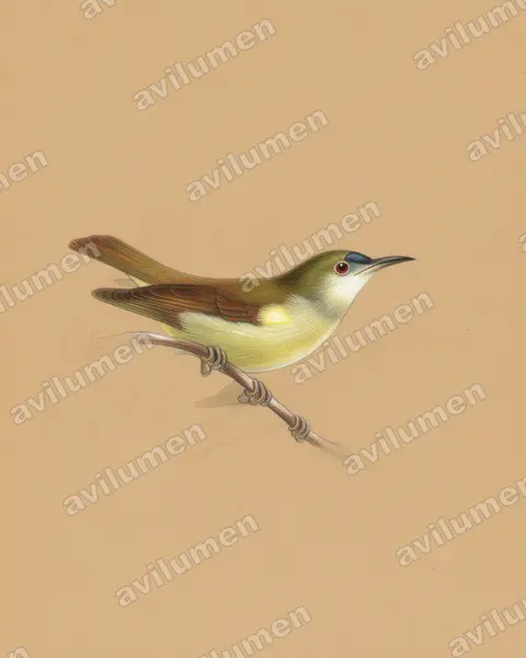 Illustration im Stil Buntstift: Plain Sunbird (Anthreptes simplex)