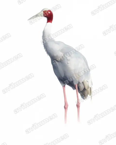 Ilustración en Acuarela: Antigone antigone (Grulla sarus​)