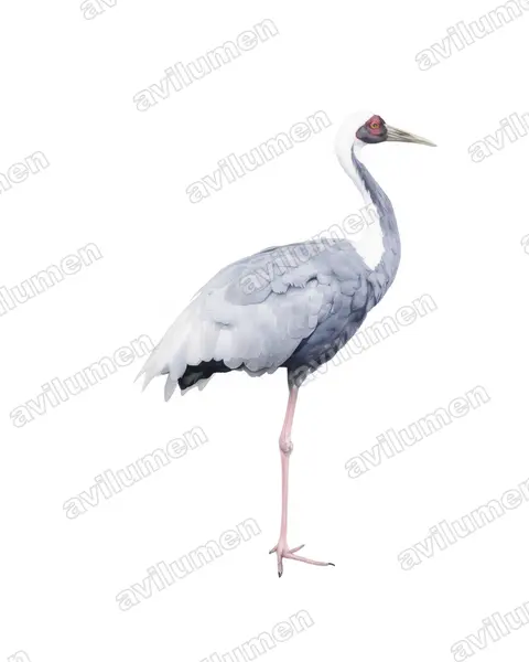 Watercolor illustration: Antigone vipio (White-naped crane)