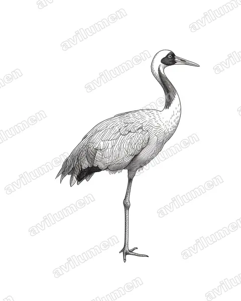 Ink illustration: Antigone vipio (White-naped crane)