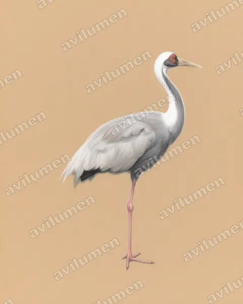 Colored pencil illustration: Antigone vipio (White-naped crane)
