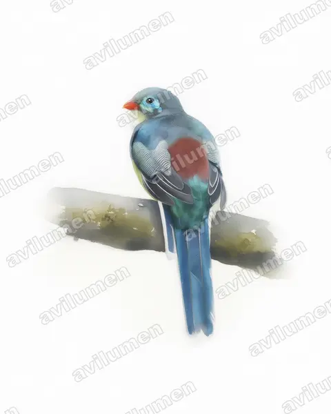 Watercolor illustration: Apalharpactes mackloti (Sumatran Trogon)