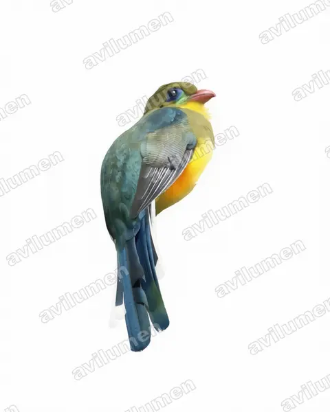 Ilustración en Acuarela: Apalharpactes reinwardtii (Trogón de Java)
