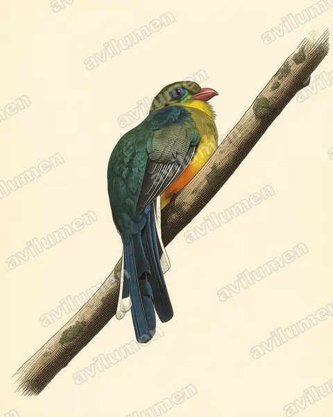 Ilustración en Lámina antigua: Apalharpactes reinwardtii (Trogón de Java)