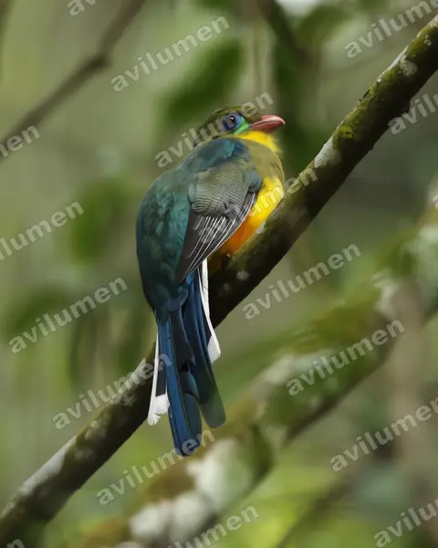 Ilustración en Realista: Apalharpactes reinwardtii (Trogón de Java)