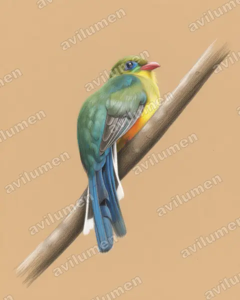 Ilustración en Lápiz de color: Apalharpactes reinwardtii (Trogón de Java)
