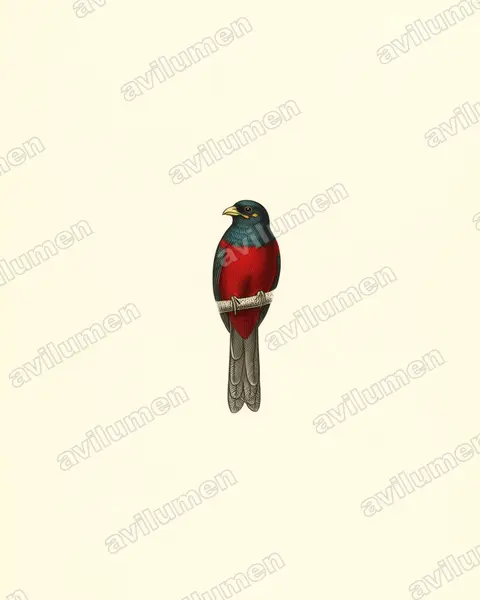 Illustration im Stil Historische Tafel: Gelbwangentrogon (Apaloderma aequatoriale)