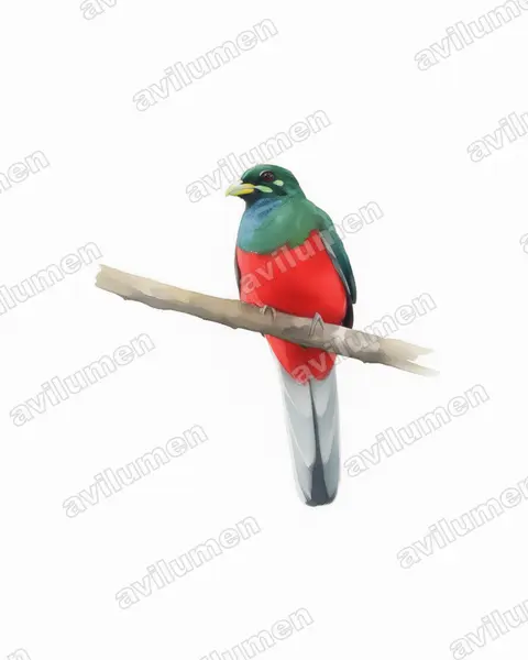 Illustration Aquarelle : Apaloderma narina (Trogon narina)