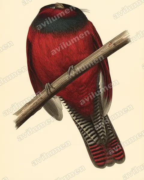Illustration im Stil Historische Tafel: Bergtrogon (Apaloderma vittatum)