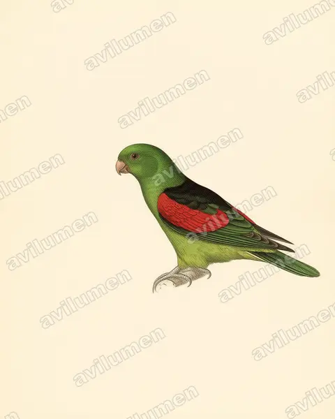 Ilustración en Lámina antigua: Aprosmictus erythropterus (Papagayo alirrojo)