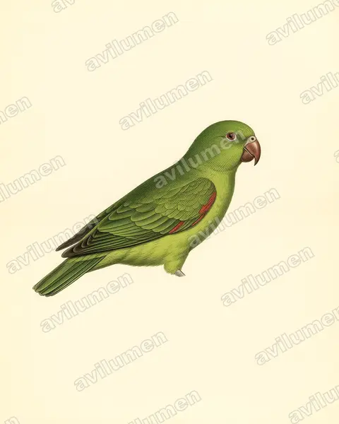Illustration Planche ancienne : Aprosmictus jonquillaceus (Perruche jonquille)