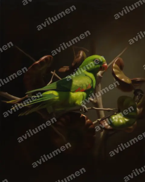 Illustration Huile : Aprosmictus jonquillaceus (Perruche jonquille)